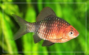 Black Ruby Barb Fish Profile - Care, Feeding, Breeding, Requirements & Tank Mates