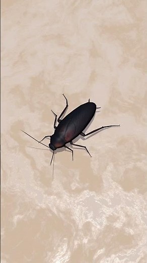 CAT GAMES / COCKROACHES GAMES FOR CATS - - Cockroach for cats to watch 🪳 #cat #catgames #cockroach