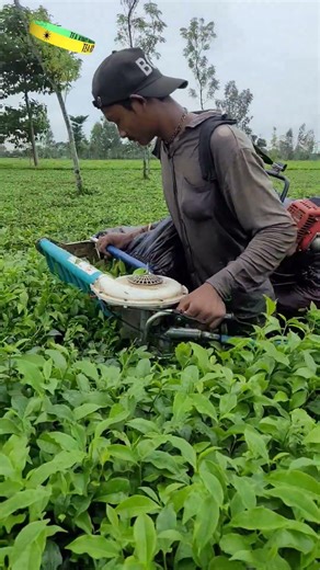 tea leaf cutting machine | tea plucking machine #cuttingmachine #shortvideo #agriculture #reels