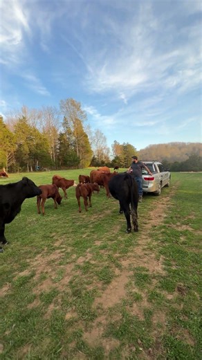 Warmer weather in Tennessee means flys are done out what do you do for fly control in your cow herd?