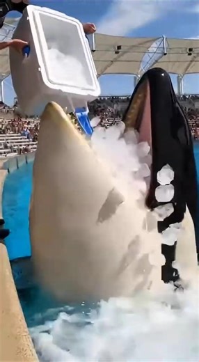 😱 Why Orcas Eat Ice?#Orca #KillerWhale#MarineLife #SeaWorld#OceanLife #AmazingAnimals#Shorts#explore