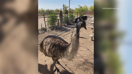Emu in Mesa dies after deputies try to wrangle the animal