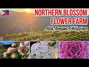 Guide to Northern Blossom Flower Farm 2020【 Atok Benguet Philippines 】