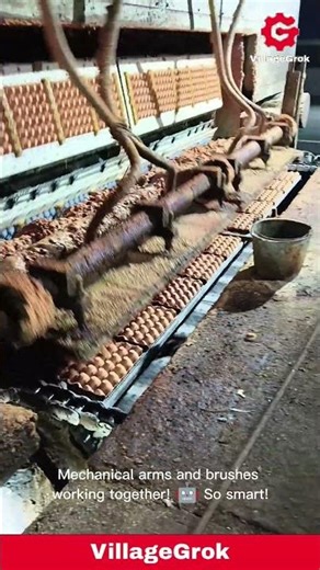 Automated Egg Sorting: A Glimpse Inside an Egg Processing Plant