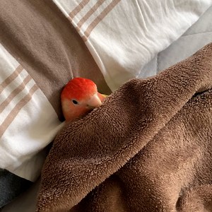 288K views · 4.8K reactions | Birds are so hilarious and never fail to make us laugh 藍列 | Tyla | Facebook