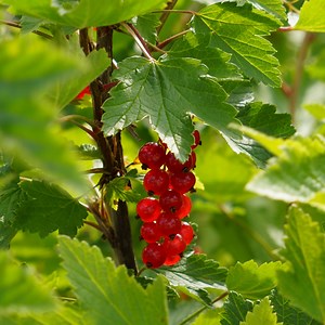 7 Health Benefits Of Redcurrant - DoveMed