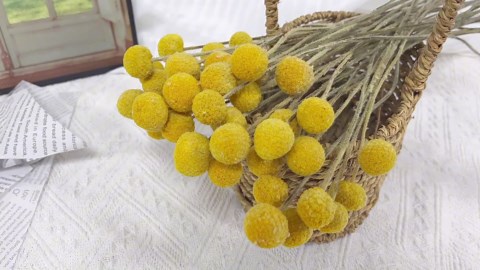 Billy Balls 20 PCS Golden Ball Flower Bouquet - Dried Craspedia Globosa for DIY Crafts, Wreaths, Home Decor, Cake Decor, Wedding Decor, Party Centerpieces