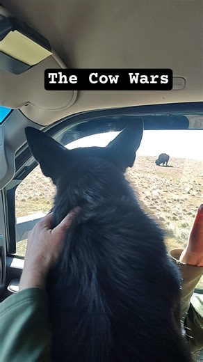 I didn't know that my dog's people were at war with the cows people #dog #bark #cows #war #herding
