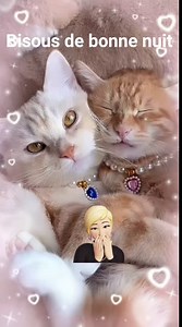 Exceptionnel 😻 | Lolcat