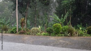 Rainy season in Africa. Heavy rain pours large drops on the asphalt against the background of palm trees and native plants