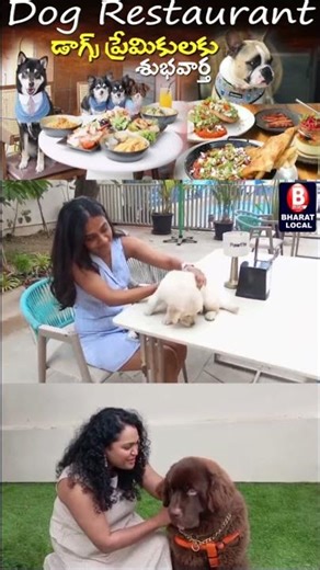 Puppy's First Ball Pit Restaurant! (SO CUTE I CAN'T HANDLE IT)