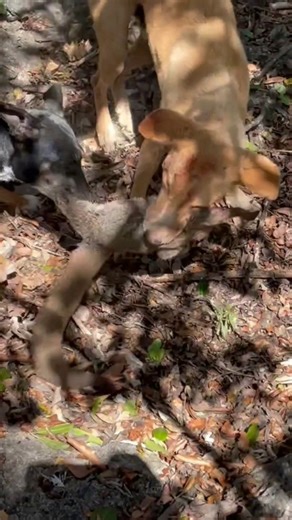 Hunting Dog Performs Insane Tasks