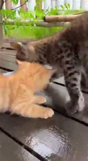 Can anything stop this now？｜もう止められない？ #cat #animals #cute