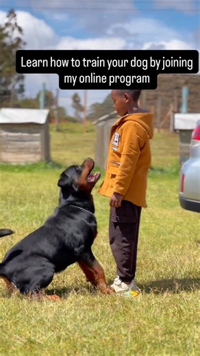 Baxton Dog Training on Instagram: "#dogslife #doglover #dogtrainer"