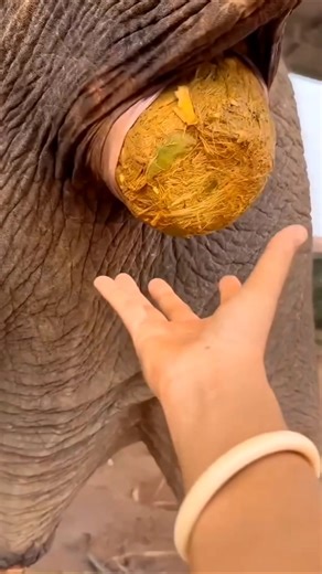 World’s Most Expensive Coffee Made from Elephant Poop 😯💩