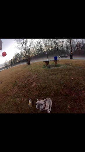 Tato (real name Cranon aka Potato) 1st day fishing.. she did pretty good yall 🤗 (be warned* baby dog talk - can’t help it. If you have pets or work with animals it’s inevitable those that get it get it. I’m not sorry! 🤣) #fyp #fishing #womenwhofish #outdoors #frenchbulldog | CastingQueen Lyndsey