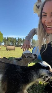 Lizzy Musi on Instagram: "Fun day with baby goats! 🐐"