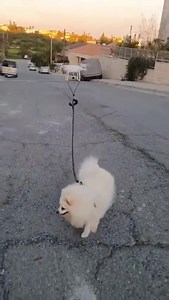 Walking the dog on quarantine 🤣 | Chic Luxury