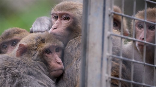 Lab monkeys on the loose in Mississippi. Can they survive in the wild here?