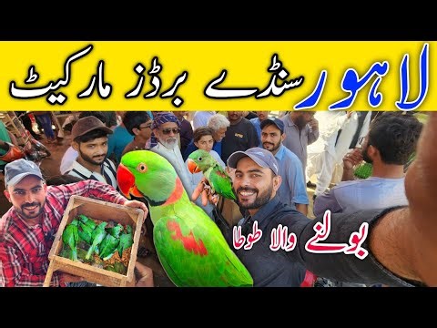 UItimate Guide To Lahore Sunday Bird Market Locations And Full Week Timings 29-3-2026 #birds #pets