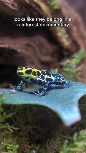 kawazoo full of frogs and izu aquarium in Shizuoka #animals #frog #sealife #japan #japantravel
