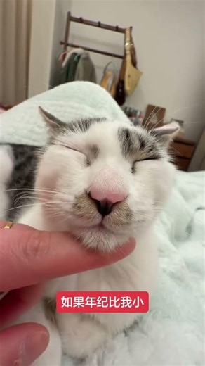 Ugly Cat Revisited: The Right Way to Pet & Cat Face Attack Fun