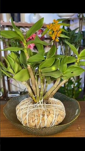 how to plant orchids using nets #flowers #orchid #shortsviral #shorts