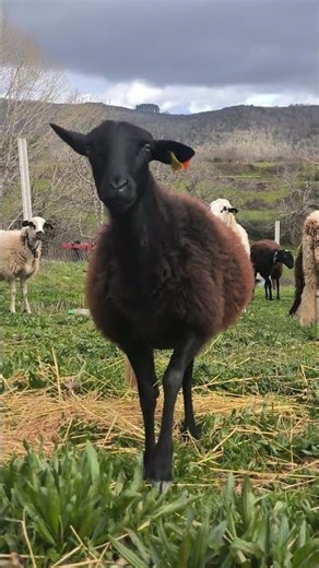 Peaceful Sheep Sounds | Relaxing Countryside Video