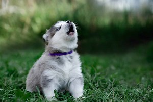 Alaskan Malamute Prices 2024: Purchase Cost, Vet Bills, and More!