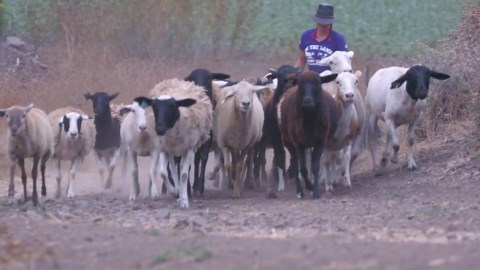 BORDER COLLIE BREED REVIEW