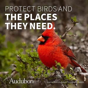 3.2K views · 441 reactions | Male Northern Cardinals brighten yards, parks, and woodlands with its flare of crimson feathers. When you adopt a Northern Cardinal, you support our conservation work to protect birds and the places they need. https://bit.ly/434Xoog | National Audubon Society | Facebook