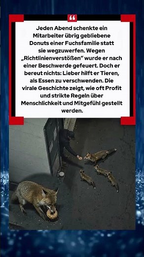Er fütterte Füchse statt Müll 🥺