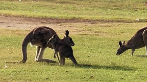 2.9K views · 24 reactions | There are many things about the iconic kangaroo that are distinctive – but what makes them so different to other mammals? | National Geographic UK | Facebook