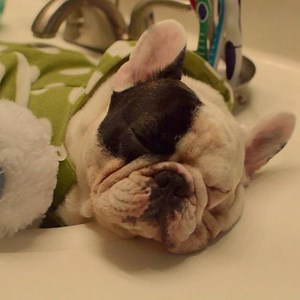 I blame Bumble for the snoring, it's not me. #snore #monster | Manny The Frenchie