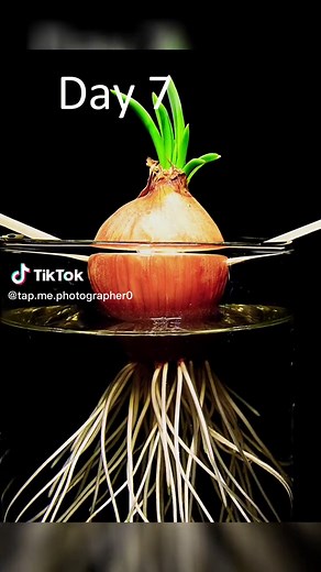 Growing Green Onion Underwater Time-lapse