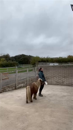 Our yard team recently had a visit and training session with equine ethologist, Renate Larssen. As part of this, the team were looking into target training which can be included within the rehabilitation process. Target training, done well, can have many benefits including as an introduction to clicker training, building confidence around new objects, providing enrichment and guidance in different situations and can enhance your horses learning experience in a fun and engaging way. Sunny, the Sh