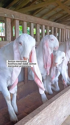 Semua menyukai hasilnya, tapi tidak semua menyukai prosesnya. @penggemar berat By: cv etawa lumajang | S e n j a