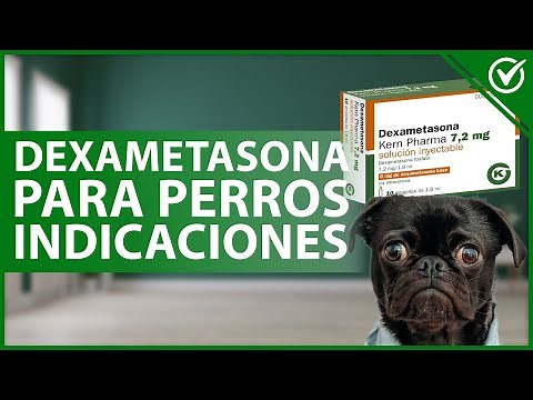 🐩 DEXAMETHASONE FOR DOGS: What it is, what it's used for, dosage, and side effects 💉🐩
