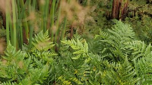 Botanical garden plants  - Free Stock Video Footage | Coverr