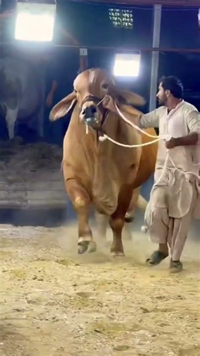 Heavy Bull Unloading - Huge Bulls Breed - Karachi Cow Mandi #shorts