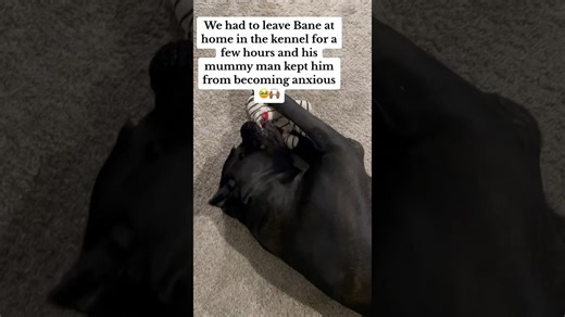 Mummy toy survives chaos and gets full dog approval