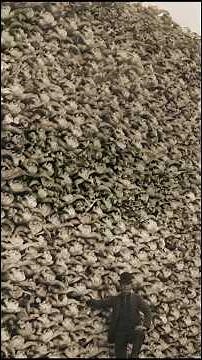 The Dark History of America’s Bison Massacre!