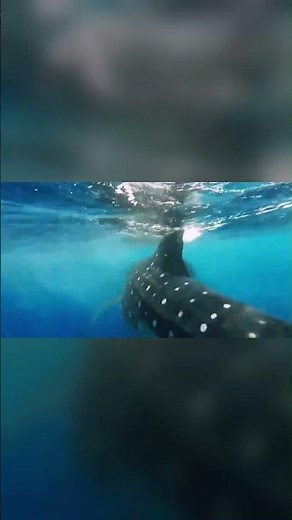 Whale Shark: A behavior that seems like science fiction in its natural habitat, never losing the ...