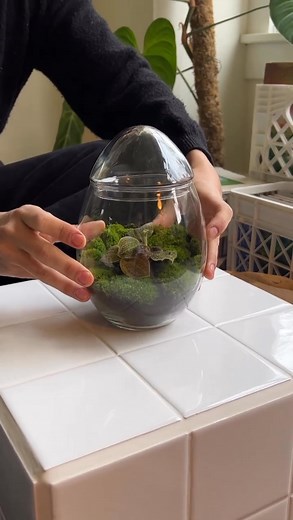 Tony made a jewel orchid terrarium using some of the new species & hybrids we’ve got in at the shop this week! Jewel orchids are fascinating plants to grow. My favorite ways to display them is through terrariums so their care is minimal but they also get optimal growing conditions! I thrifted this glass last year and have been saving it for something special! Go find some unusual glass, and then swing by🥰 🌱IG @urlocalplantboy #terrarium #usa #nature #plants #moss #terrariums #paludarium #photo