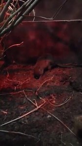 Brush-tailed bettongs are a critically endangered nocturnal marsupial species that was once widespread throughout Australia, but are now found in isolated pockets in Southwestern Australia. Bettongs specialize in digging for their food. To encourage digging, keepers hide pieces of their diets, including mushrooms and veggies, in the substrate of their habitats. #FromAKeeper 📸Lou Keeley | Lincoln Park Zoo