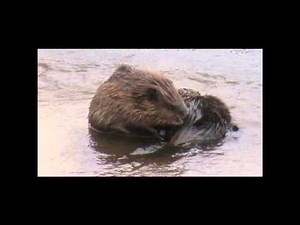 Mama beaver, baby beaver