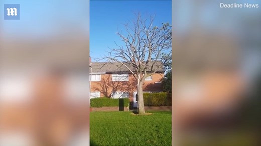 Man alleges tree is being killed off by '5G transmitter'