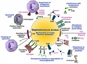 Staphylococcus aureus: Virulence Factors • Microbe Online