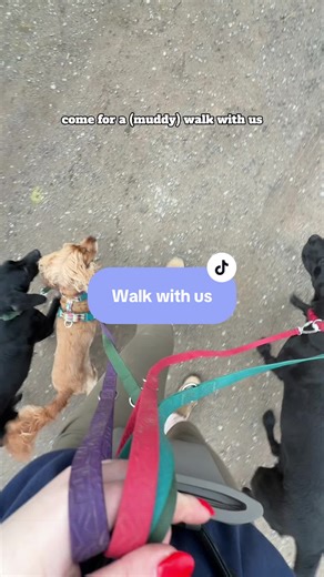 Come for a Muddy Walk with My Four Dogs