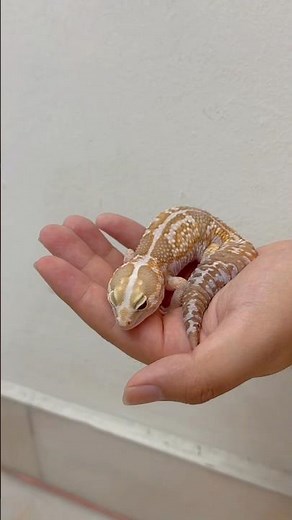 Gecko Beat Sync 🎵🦎 | Gecko Moments #11